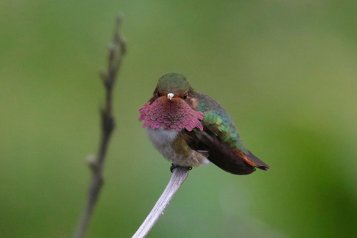 Vulcano Hummingbird